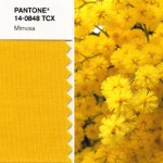 mimosa pantone colors